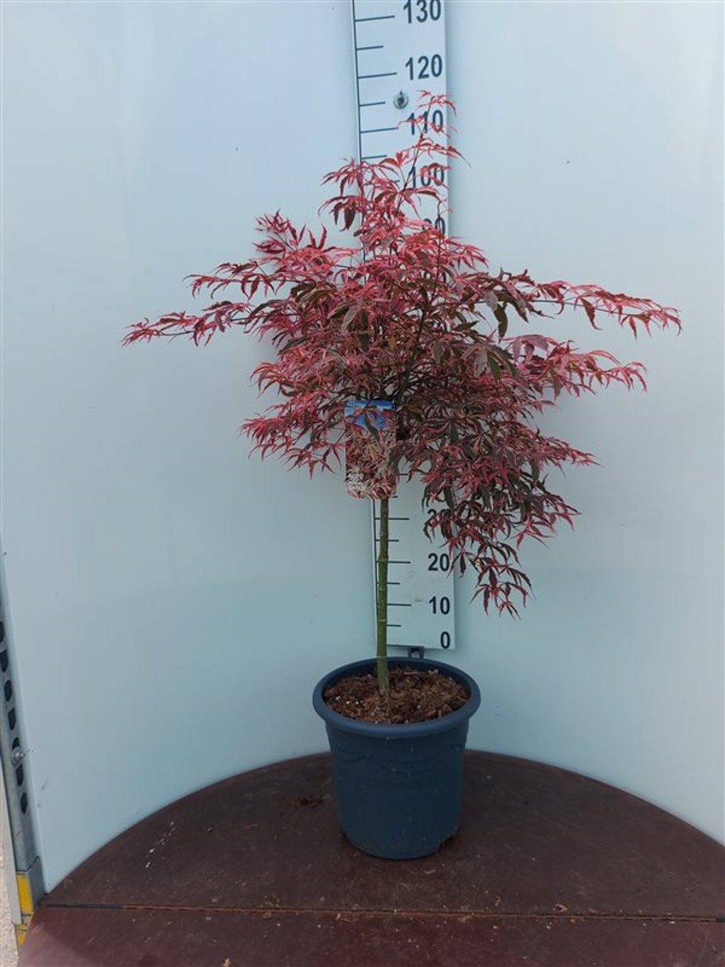 Acer shirasawanum - 50 CM Stem C15